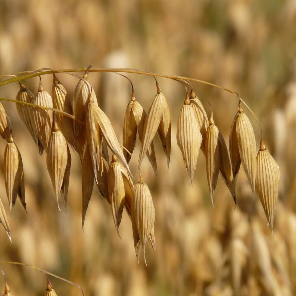 Oats growing in a field